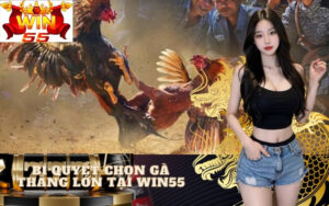 Bí Quyết Chọn Gà Thắng Lớn tại win55