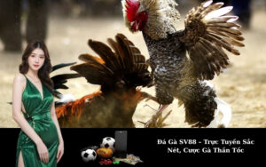 Đá Gà SV88 – Trực Tuyến Sắc Nét, Cược Gà Thần Tốc