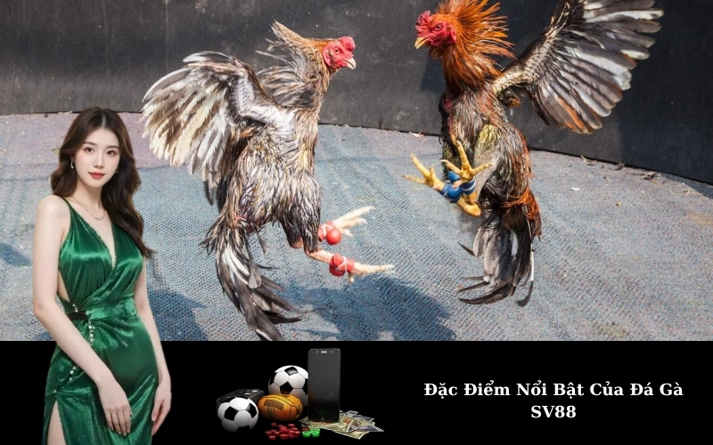 Đặc Điểm Nổi Bật Của Đá Gà SV88