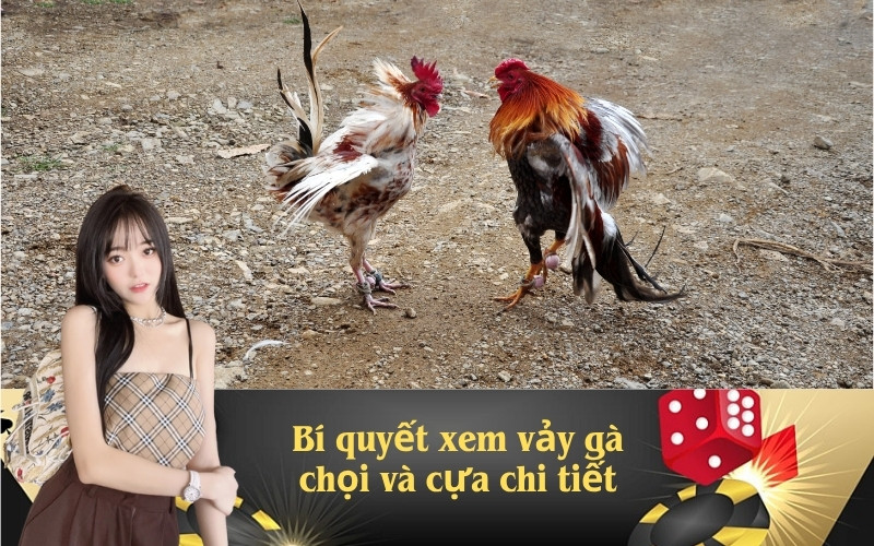 Bí quyết xem vảy gà chọi và cựa chi tiết