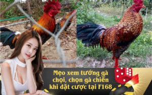 Mẹo xem tướng gà chọi, chọn gà chiến khi đặt cược tại F168