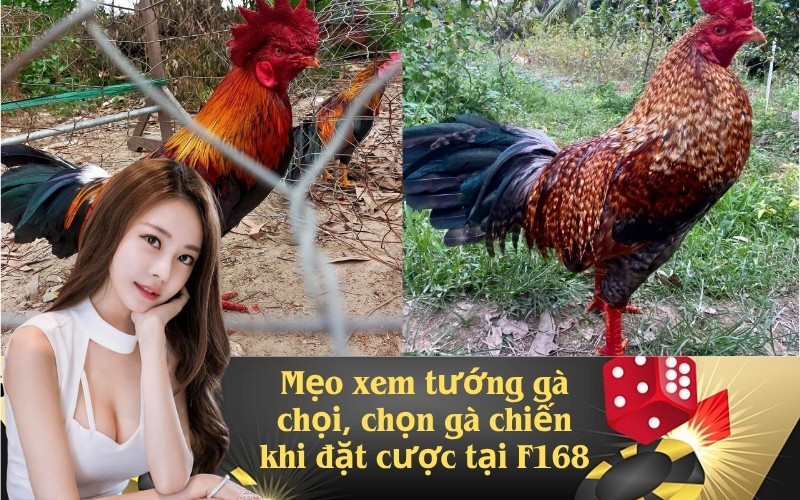 Mẹo xem tướng gà chọi, chọn gà chiến khi đặt cược tại F168